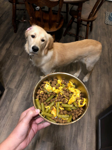 Mowgli the golden retriever getting dinner