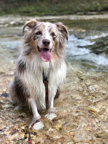 Red Merle Australian Shepherd