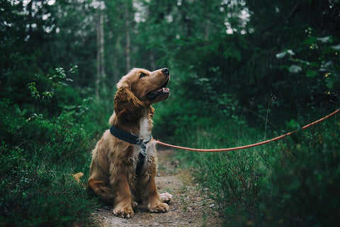 Puppy on a leash