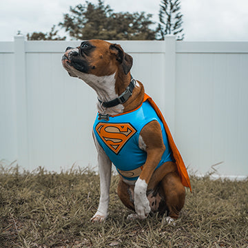 Dog in Superman costume