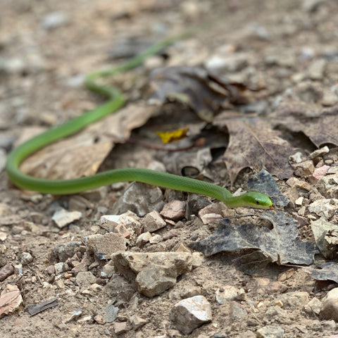 Green Snake