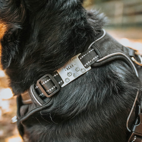 Dog harness with tag attached