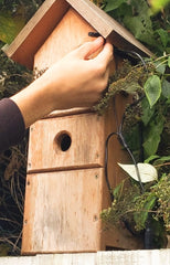 bird box installazione