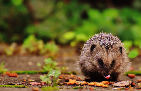 Which foods are bad for hedgehogs