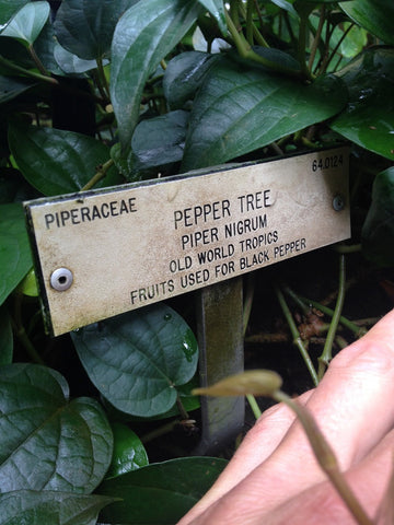 Pepper Tree