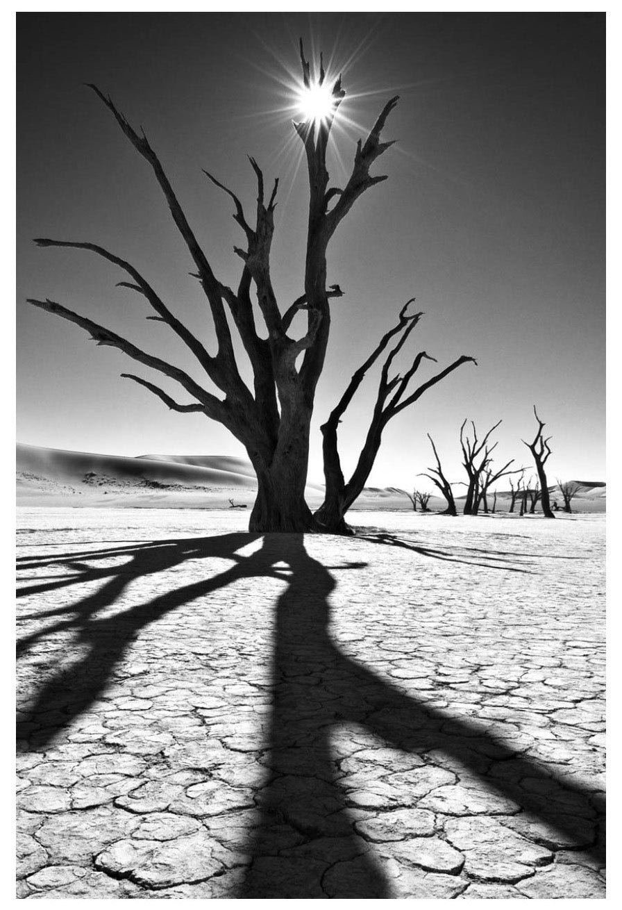 David Ballam wall art featuring a tree in the Namib desert. Available at Sarza home goods and furniture store Rye New York