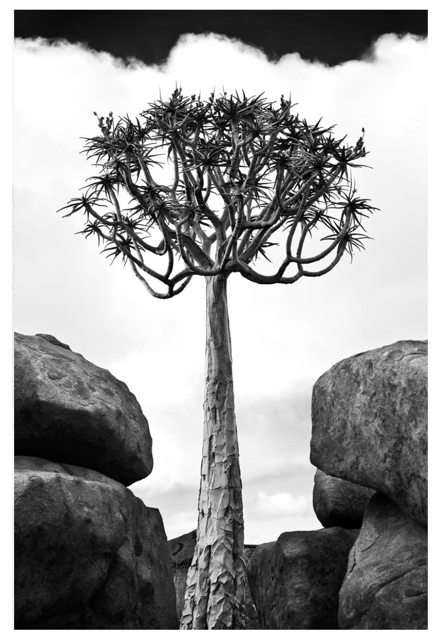  David Ballam wall art featuring a tree and rocks in the Namib desert. Available at Sarza home goods and furniture store Rye New York