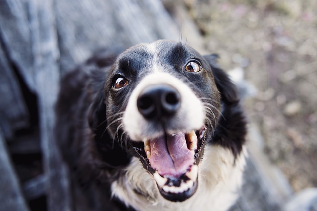Feasting on Feces: Why Does My Dog Eat Poop?