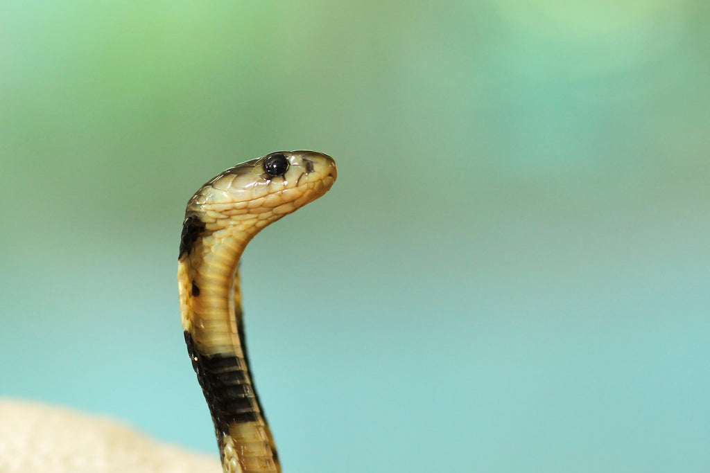 On Venomous Snakebites: An Excerpt From Jordan Benjamin