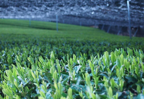 Matcha tea farm shade grown