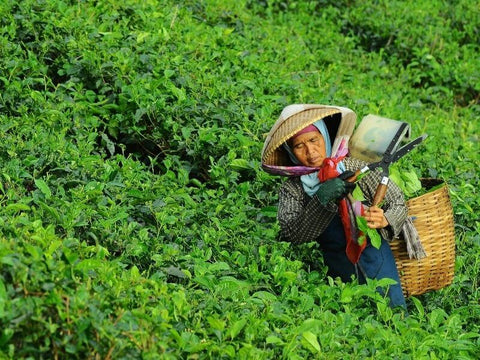 Organic Tea Farmer