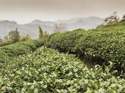 organic green tea fraser tea