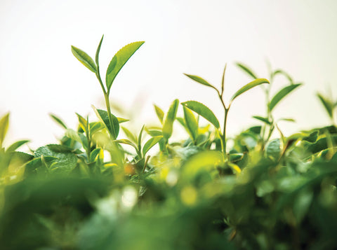 Health and wellness Fraser Tea with fresh tea leaves.