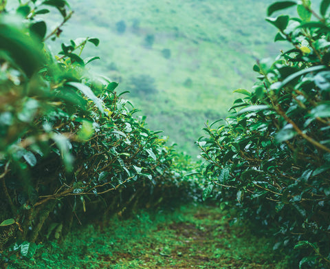 Tea plantation