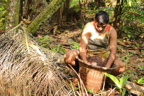 brasilianischer farmer bei der acai beeren ernte