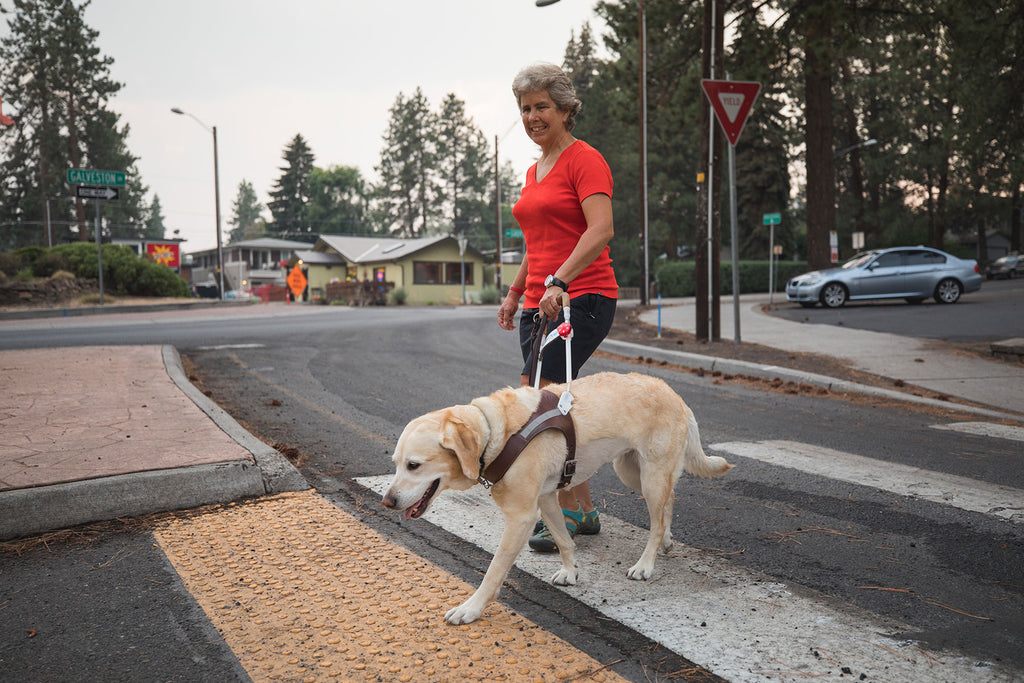 Abbie working hard and leading Nancy safely through a crosswalk.