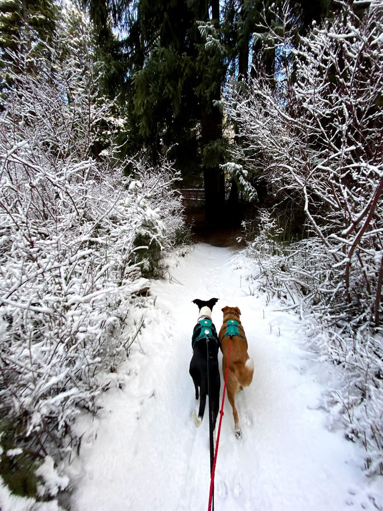 Giles and Alta in Flagline harnesses pull Monica along behind them on a snowy trail.