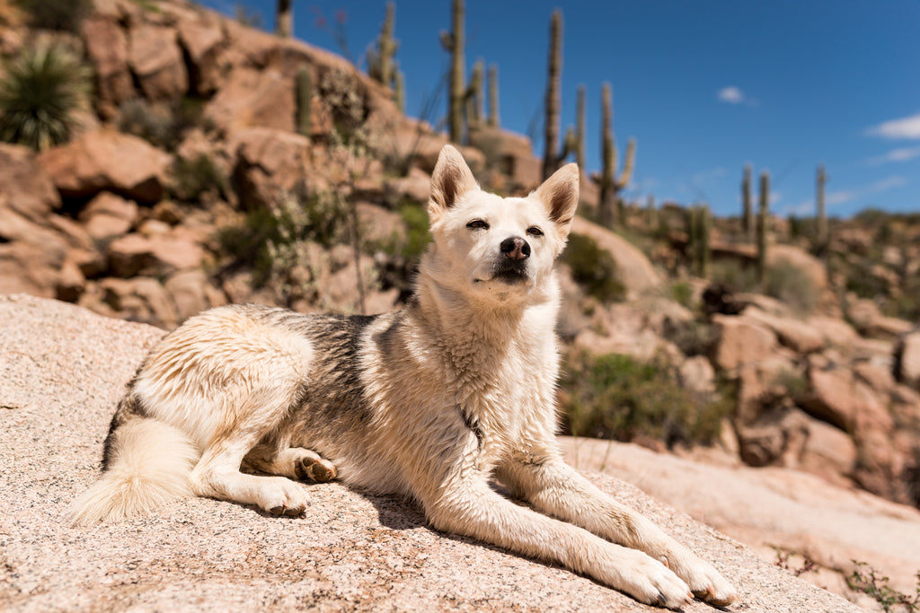 Tala lays on rock in desert.