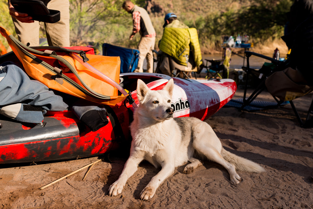 Tala the dog lays next to whitewater kayak on the beach.