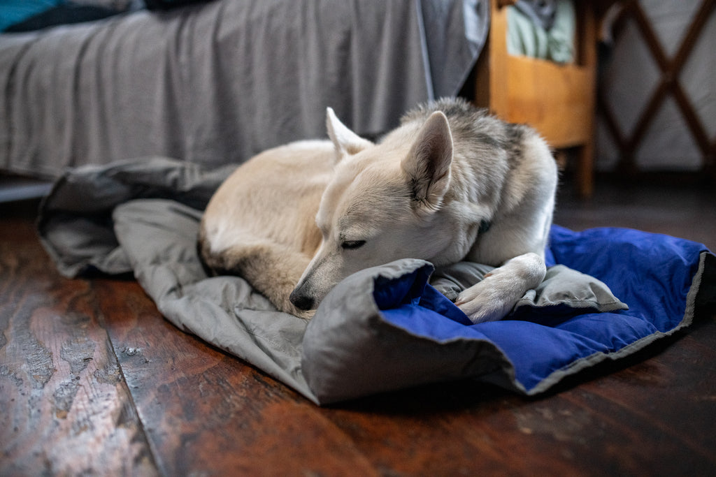 Tala takes a nap on the Clear Lake blanket.