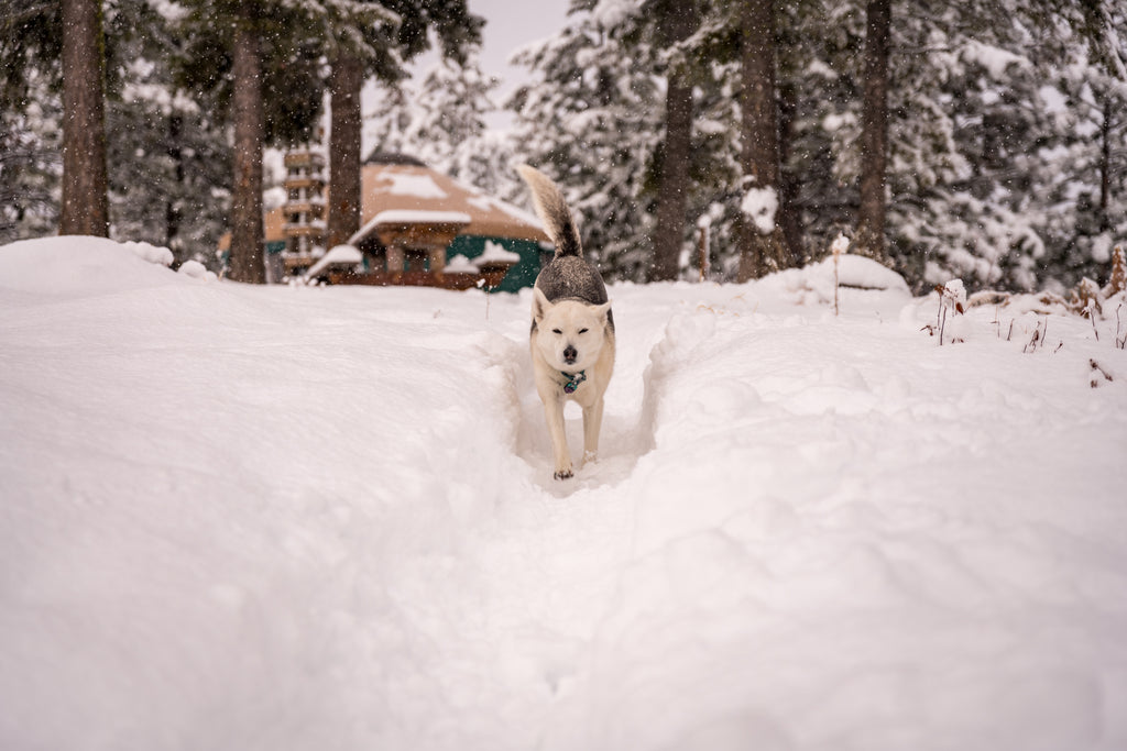 Tala runs down the snowy trail.