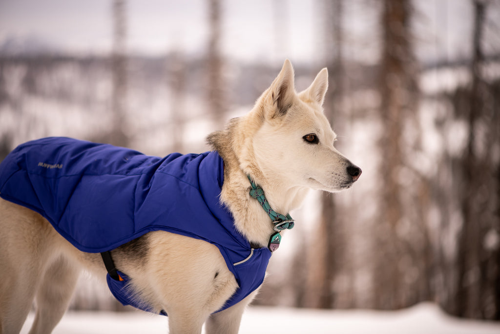 Tala stands wearing Quinzee Insulated Dog Coat and Knot-a-collar.