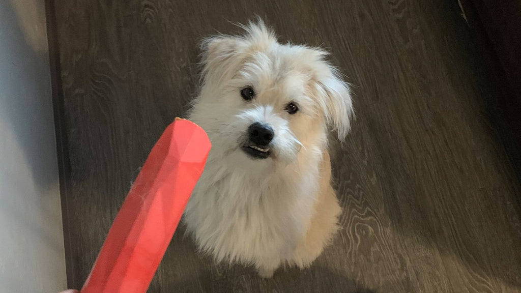 Atka stares down the gnawt-a-stick.