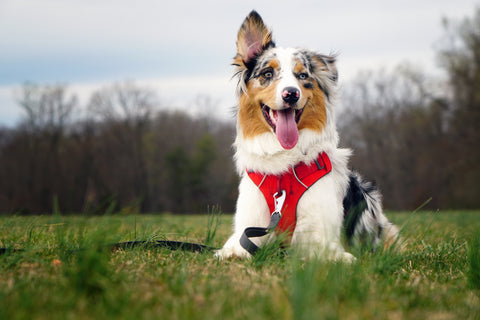 Maria's australian shepherd in front range harness laying with one ear up.