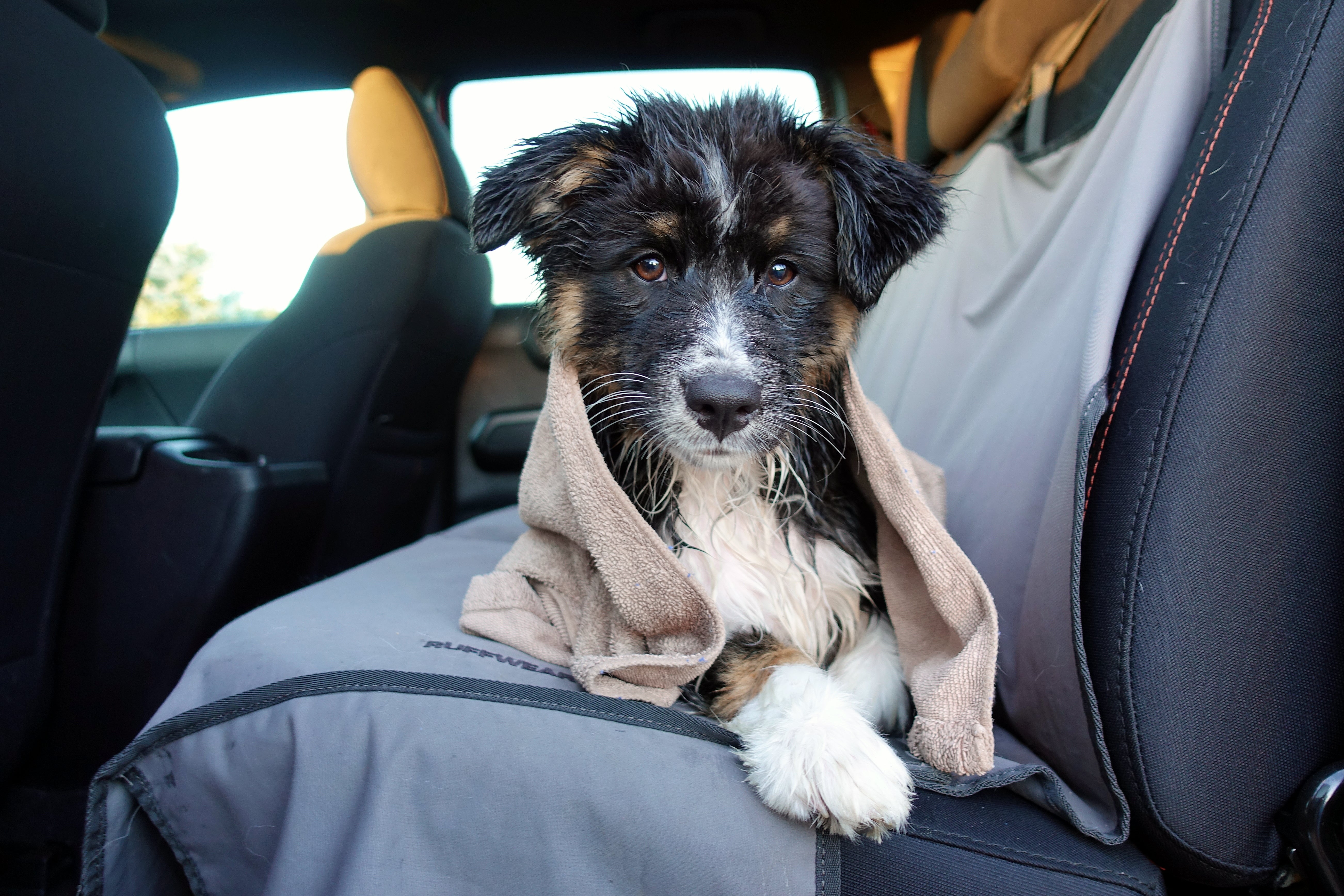 Willow soaking wet from playing in water wrapped in towel sitting on Dirtbag Seat Cover for dogs in car.