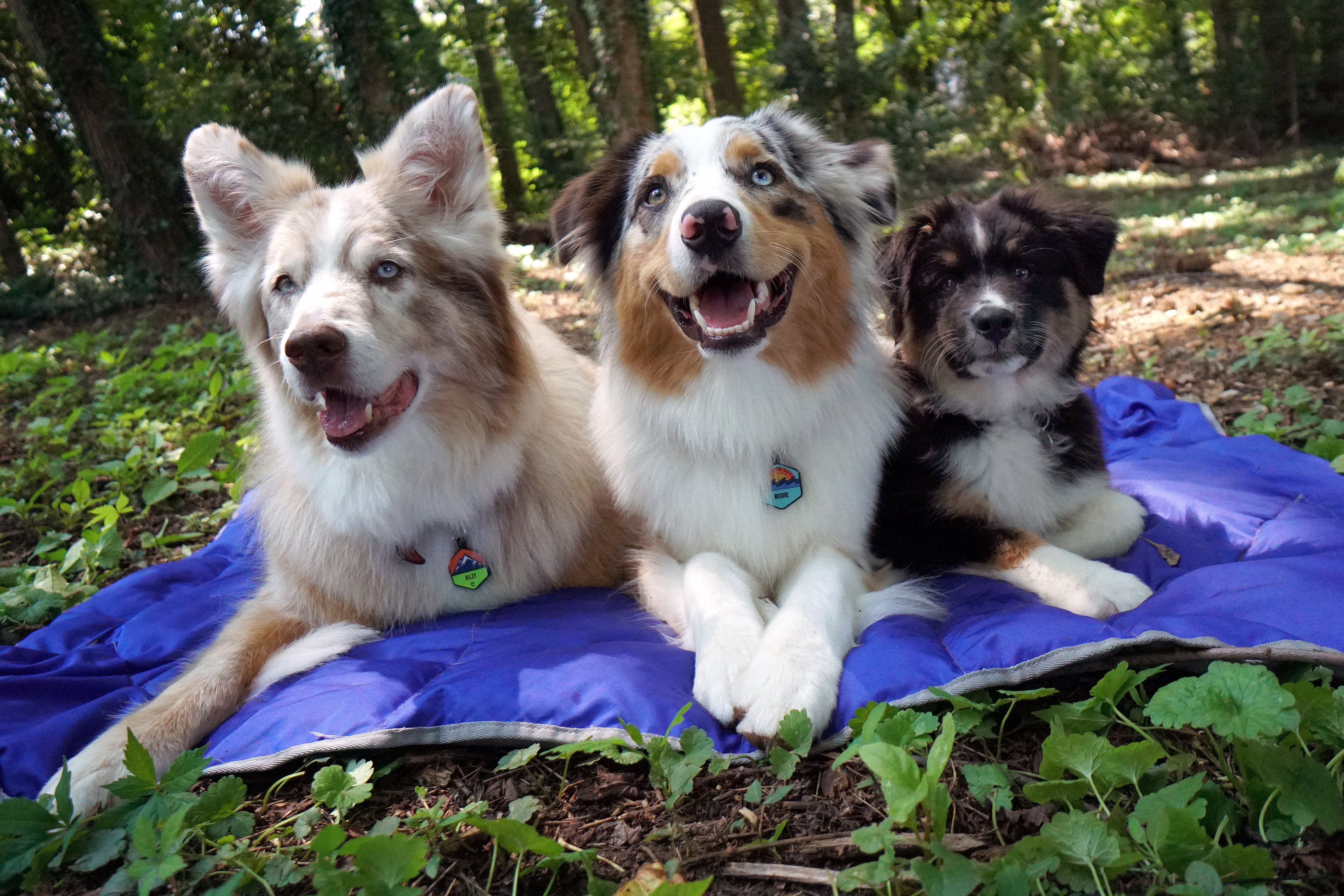 Maria's dogs sitting on Clear Lake Blanket in the woods.