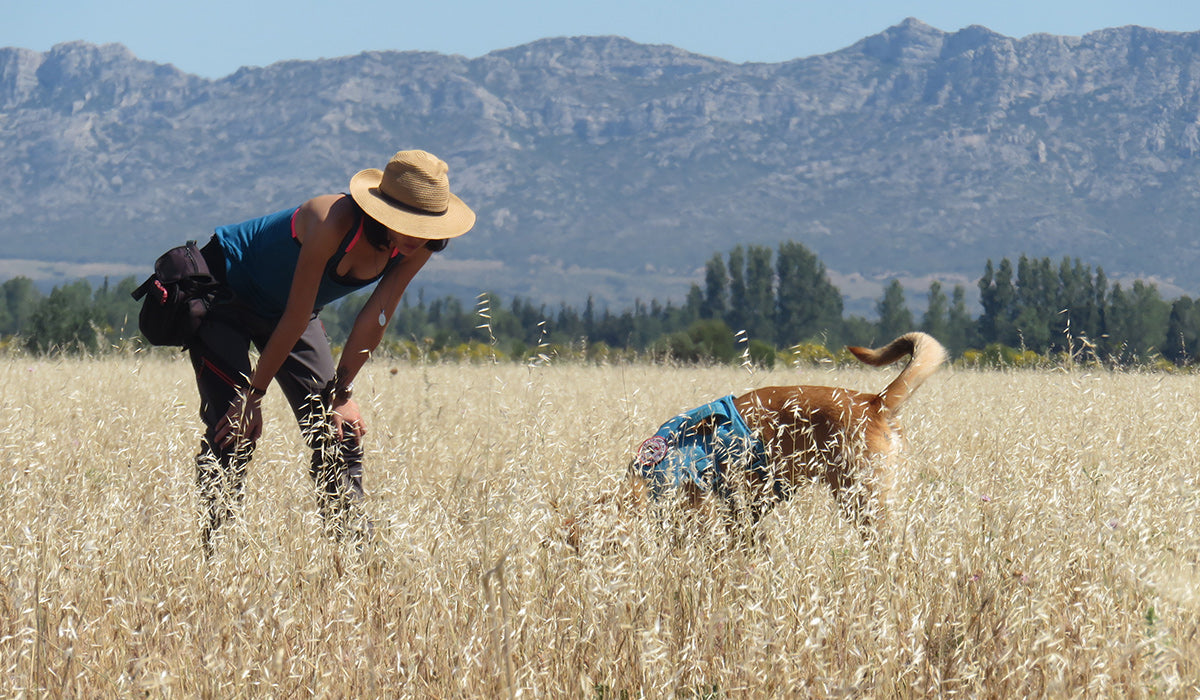 Bounder Rita Santos and Rogue Hera sniffing for an endangered grasshopper which lives only on the Crau plains in the South of France