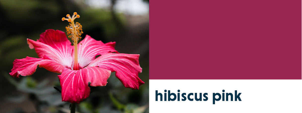 Pink hibiscus.