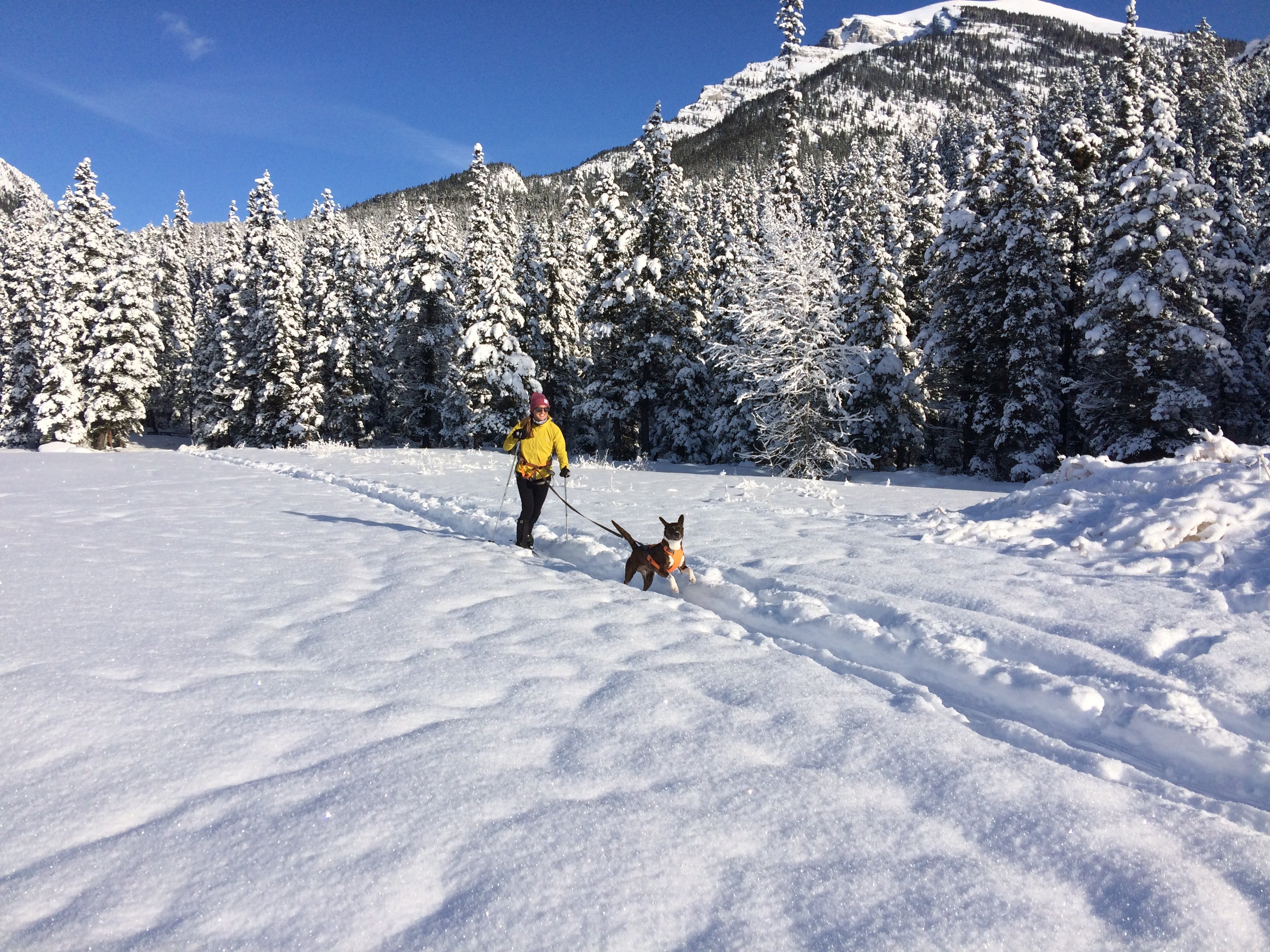 Woman uses omnijore dog joring system with her dog on nordic ski trails.