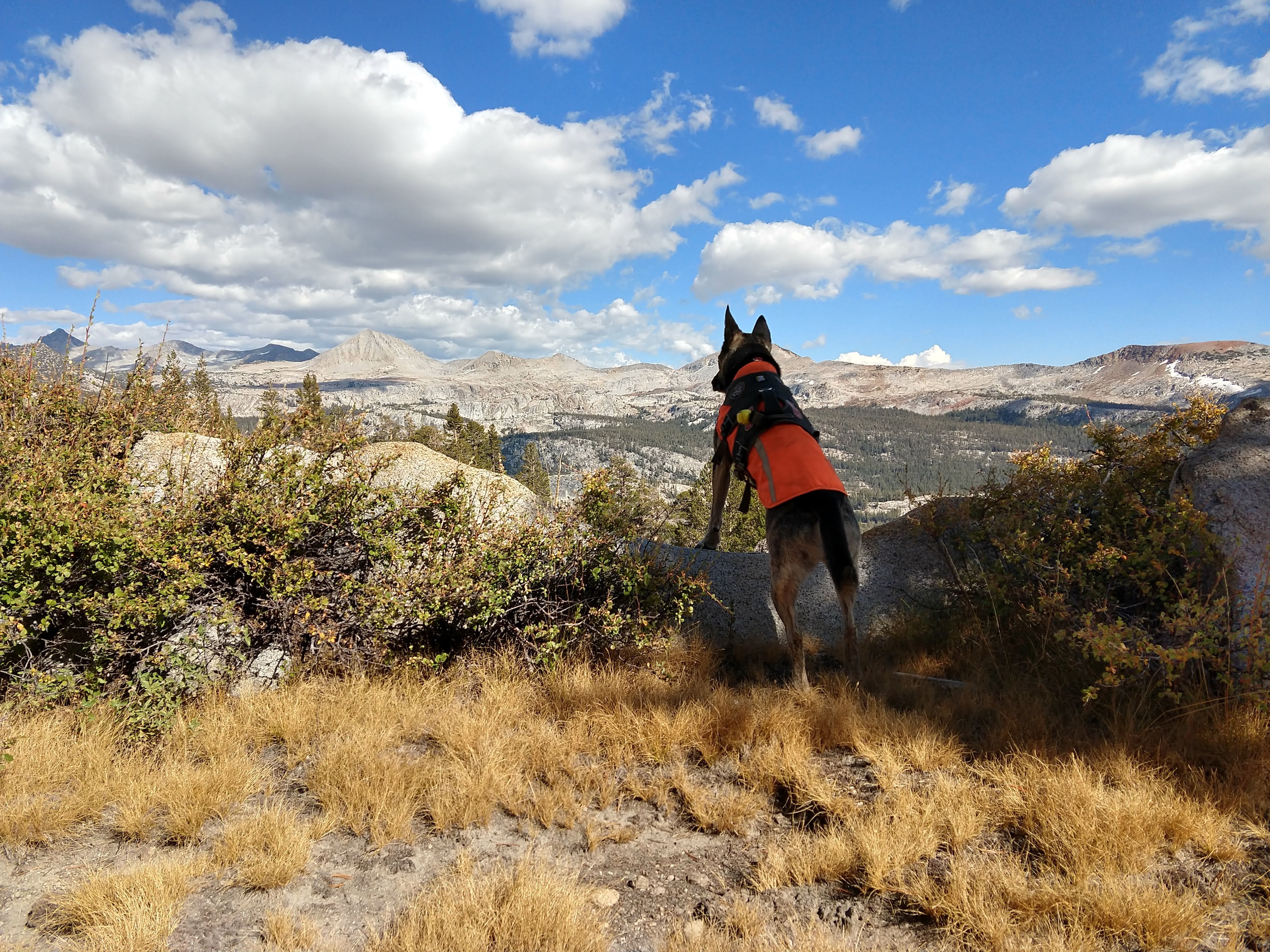 Detection Dog Skye in Yosemite