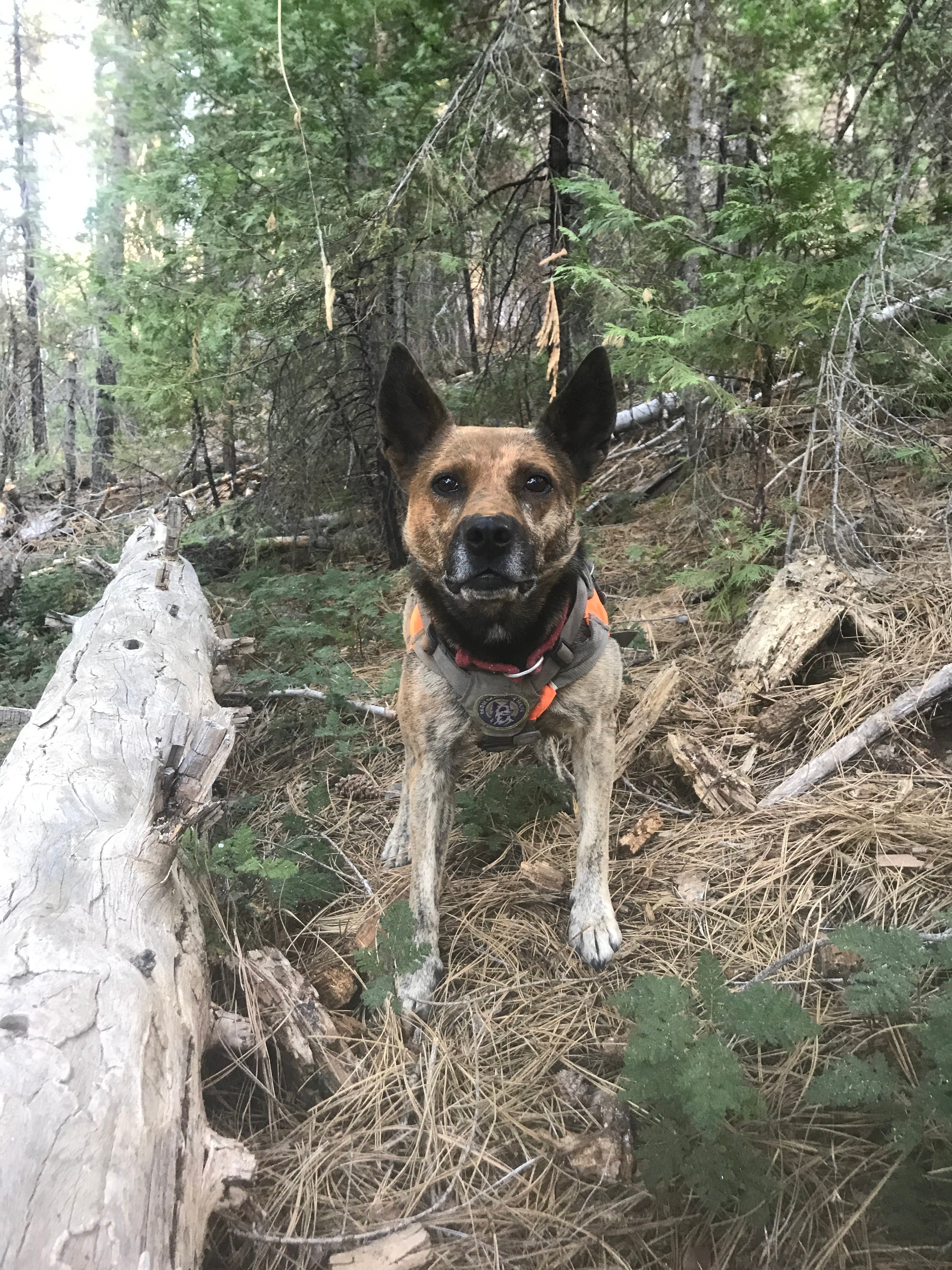Detection Dog Identifying Scat in Yosemite
