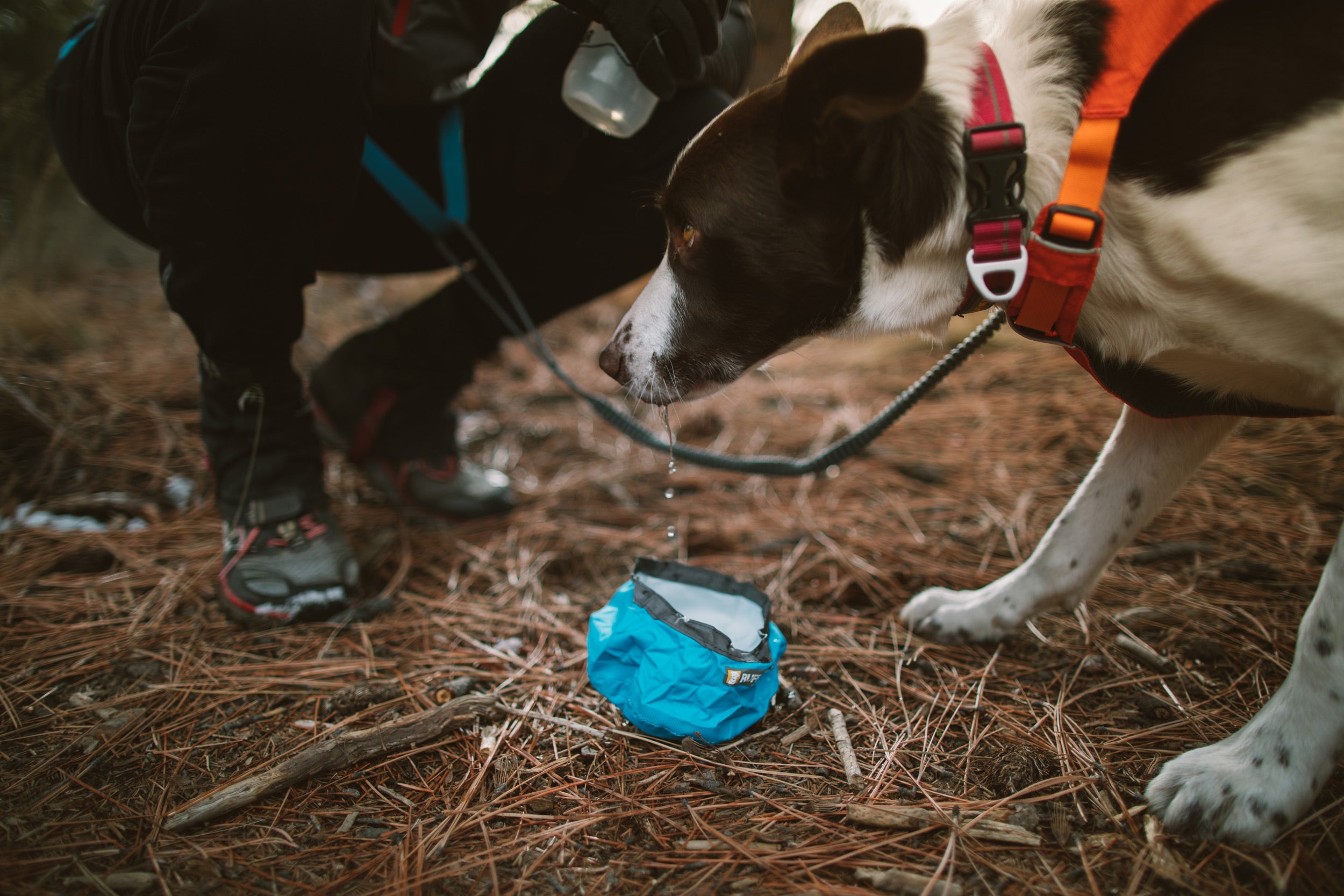 Dog Jake drinks out of packable dog ultralight bowl while on trail run.