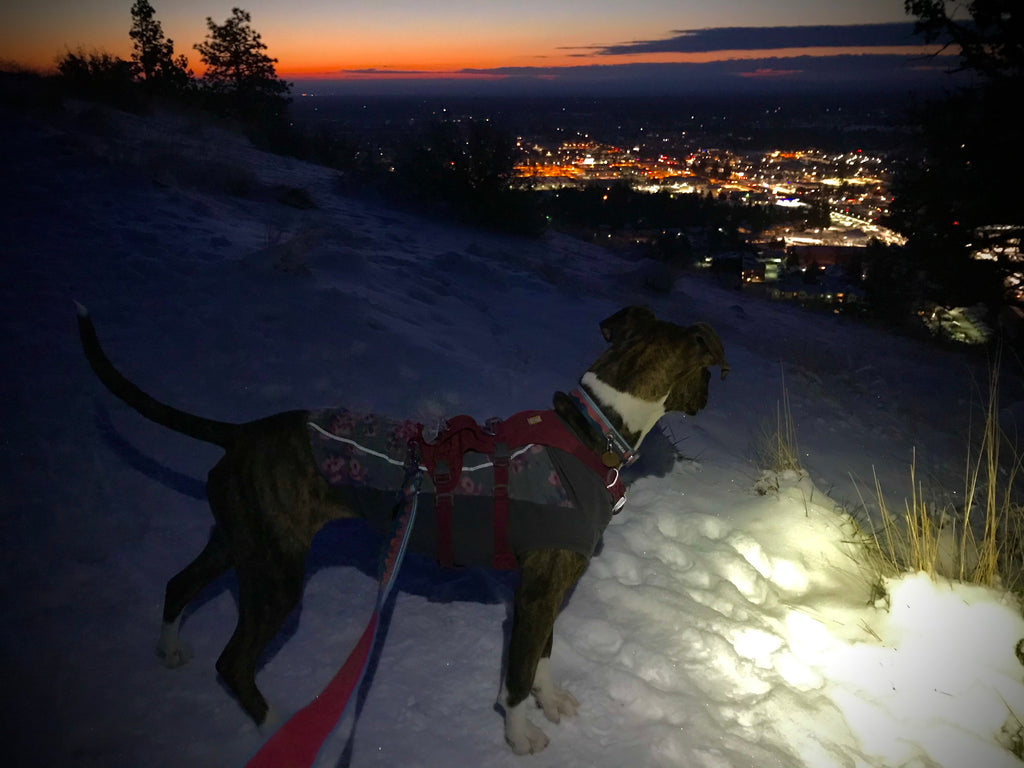 Juniper wearing a climate changer fleece, flagline harness and beacon light runs up Pilot butte with human Kelly before the sun comes up.