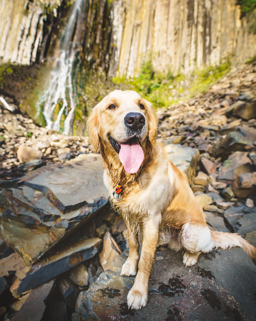 Golden retriever smiling posing on rocks in front of Montana waterfall.