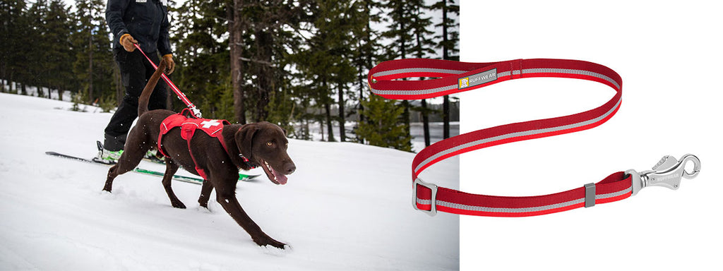 Avalanche dog runs alongside patroller wearing web master harness and on the patroller leash