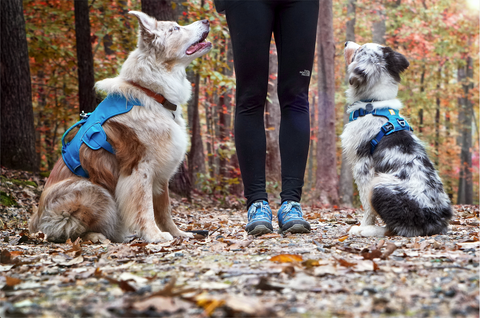 Bodie & Willow sit for treats at Maria's feet on the trail.