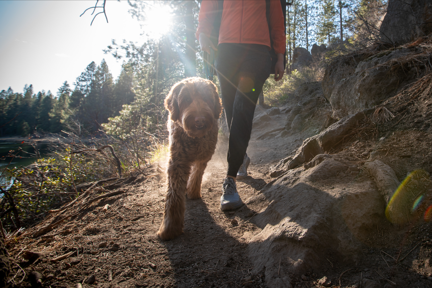 Pebble the doodle hikes along trail with Shannon.