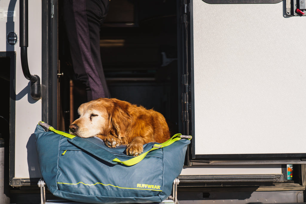 DOg takes nap on Haul bag at door of camper.