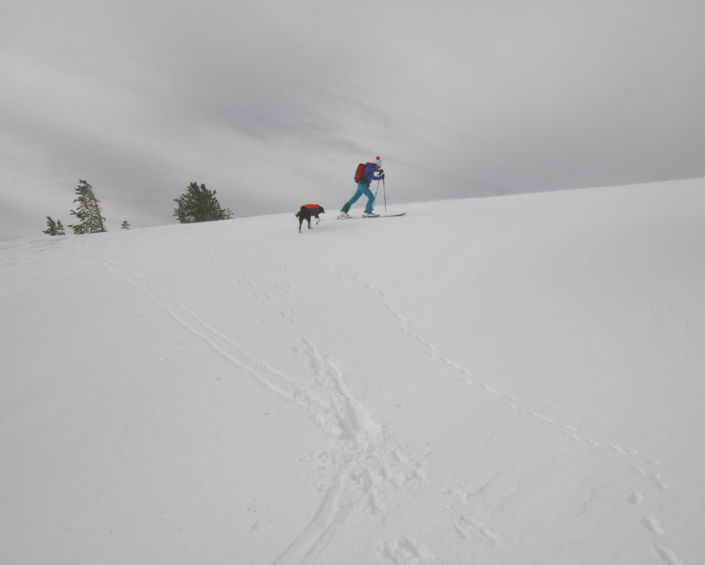 Alli goes uphill backcountry skiing with dogs right behind her.