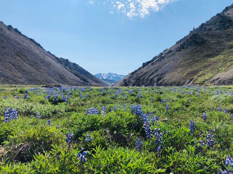 Wildflowers in the Arctic National Wildlife Refuge
