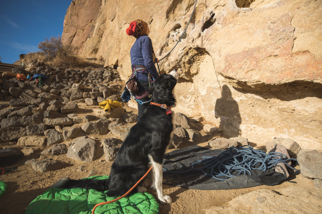 Riggins the pup sits at the base of a climb while his human climbs on.