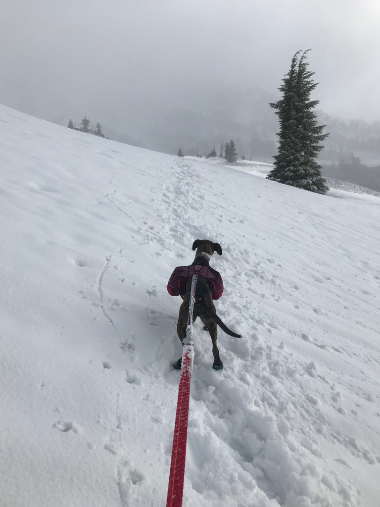 Juniper in a commuter pack pulling Kelly ahead on a snowy trail.