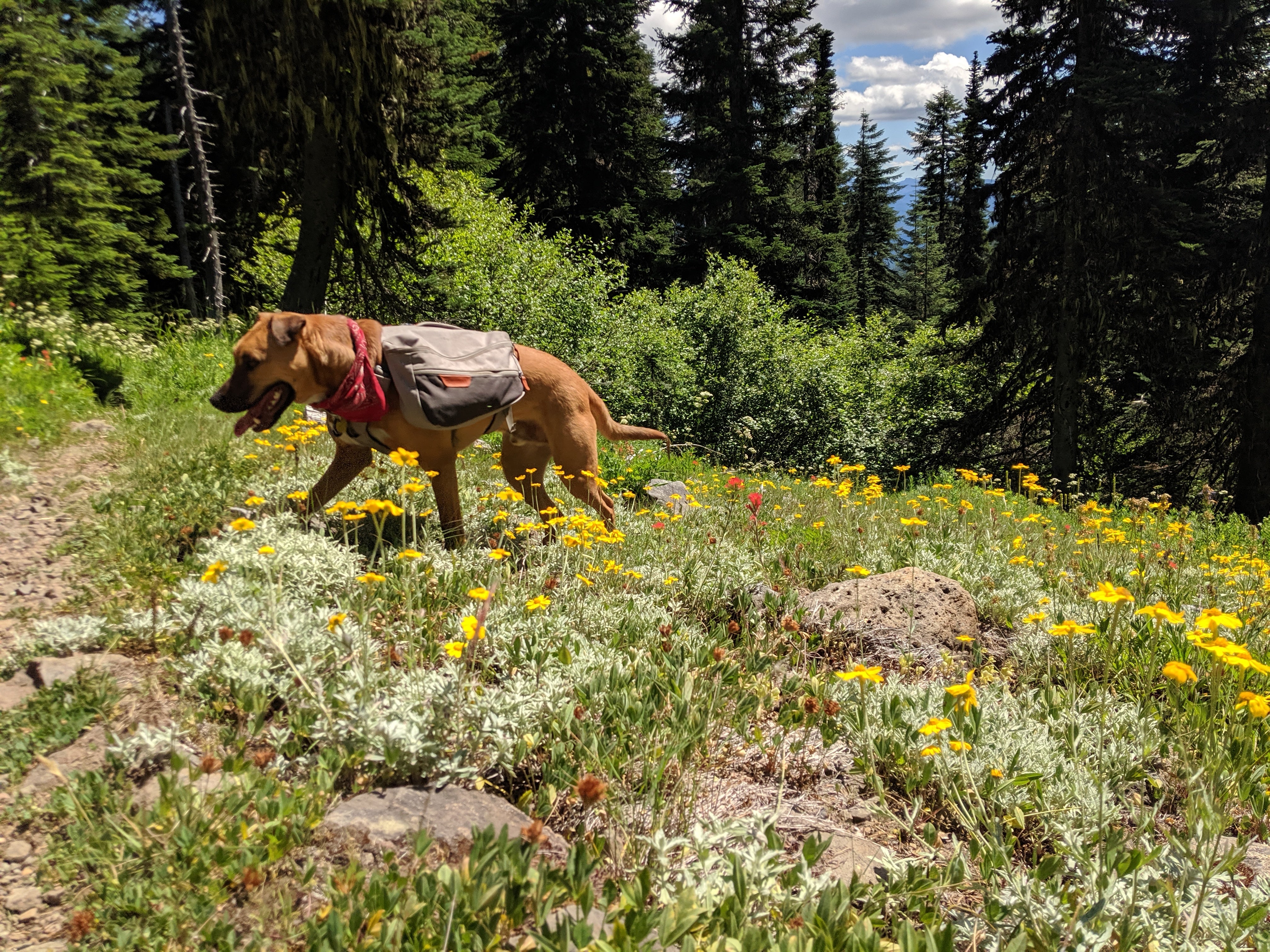 Bernie in commuter pack walks through wildflowers.