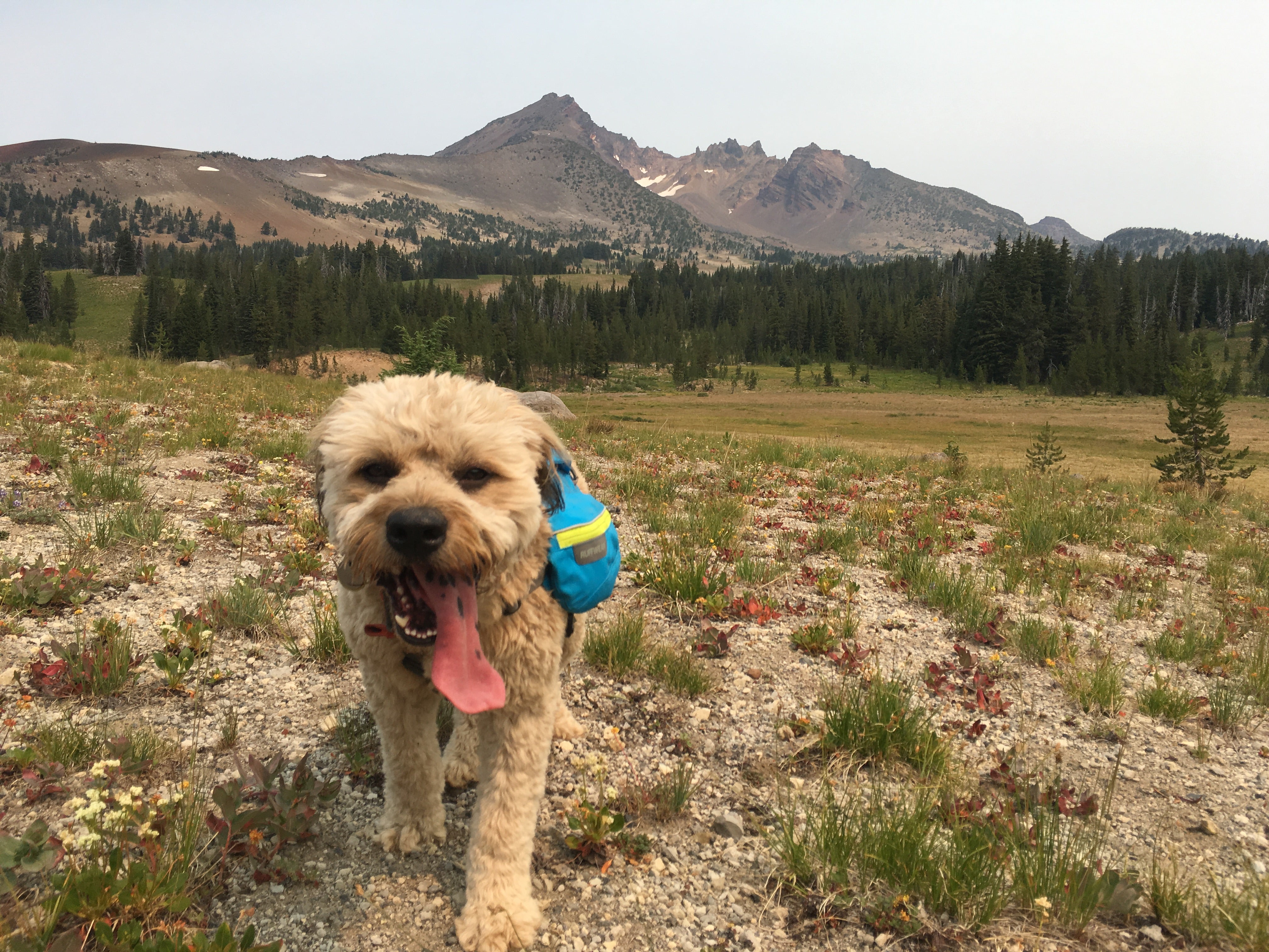 Marv in singletrak pack on trail by Broken Top.