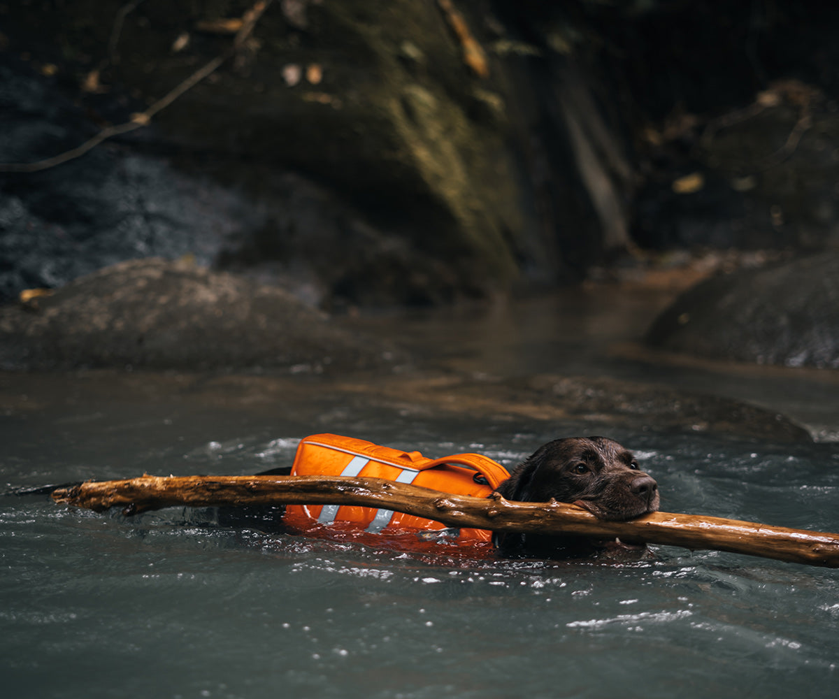 With plenty of sticks to fetch and water to swim in, Ninja agrees – life in Costa Rica truly is Pura Vida