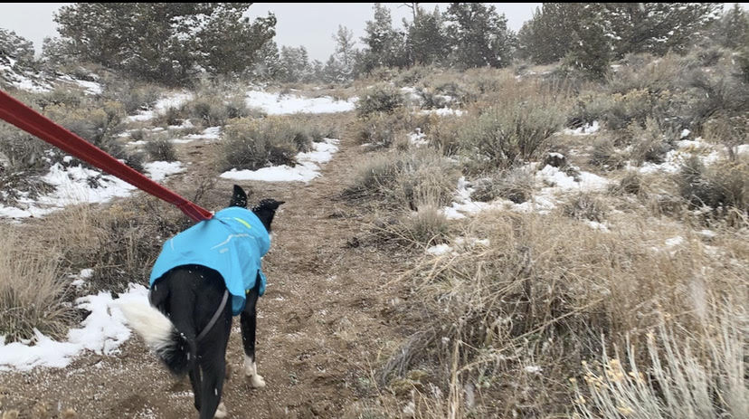 Umi leads Brad on a trail run.